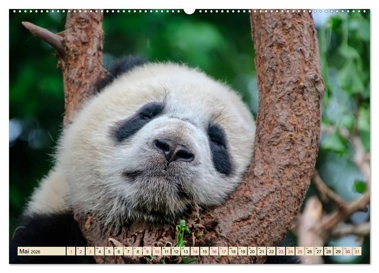 Produktbild: Niedlicher Panda (hochwertiger Premium Wandkalender 2026 DIN A2 quer), Kunstdruck in Hochglanz