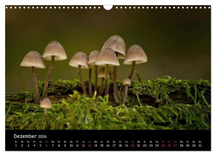 Produktbild: Pilzgalerie (Wandkalender 2026 DIN A3 quer), CALVENDO Monatskalender