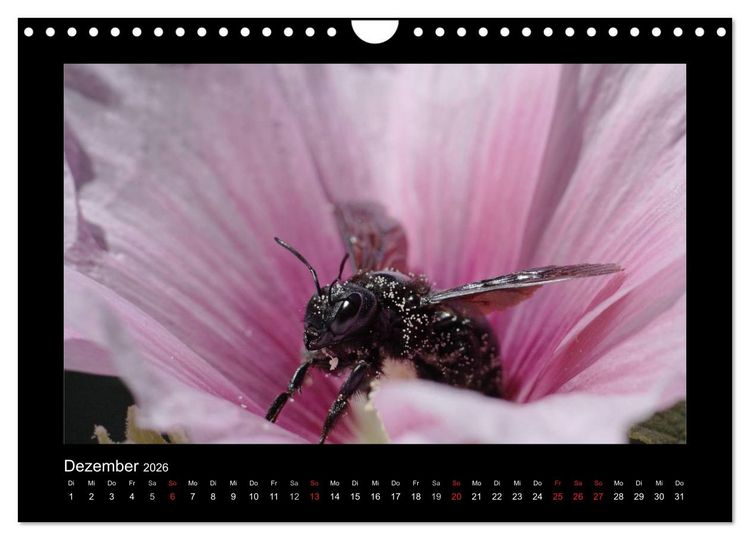 Produktbild: Die Wildbienen Deutschlands (Wandkalender 2026 DIN A4 quer), CALVENDO Monatskalender