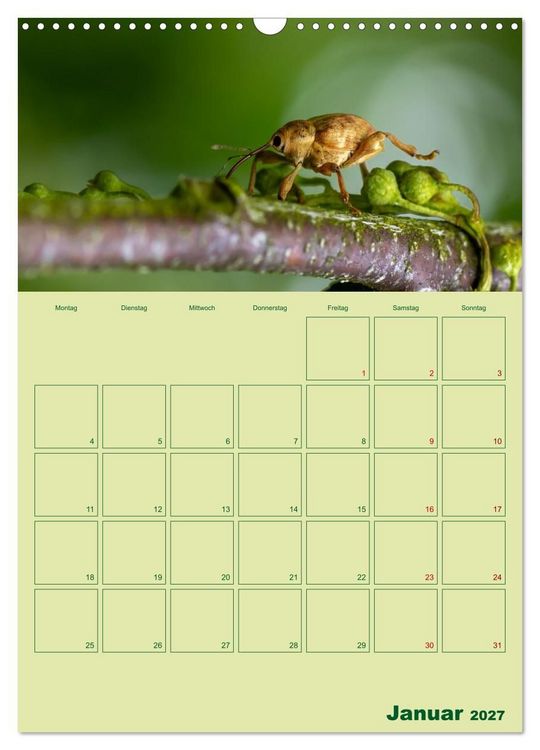 Produktbild: Die Welt der Insekten (Wandkalender 2027 DIN A3 hoch), CALVENDO Monatskalender