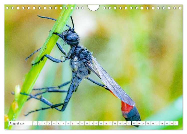 Produktbild: Kleines ganz gro&szlig; - Makrofotografie (Wandkalender 2026 DIN A4 quer), CALVENDO Monatskalender