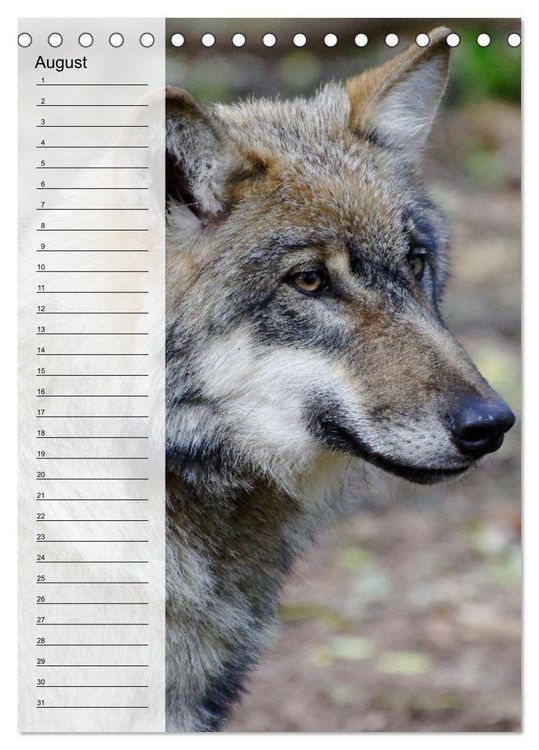 Produktbild: Der Wolf - Isegrim in den heimischen W&auml;ldern - Kalender 2026 (Tischkalender 2026 DIN A5 hoch), CALVENDO Monatskalender