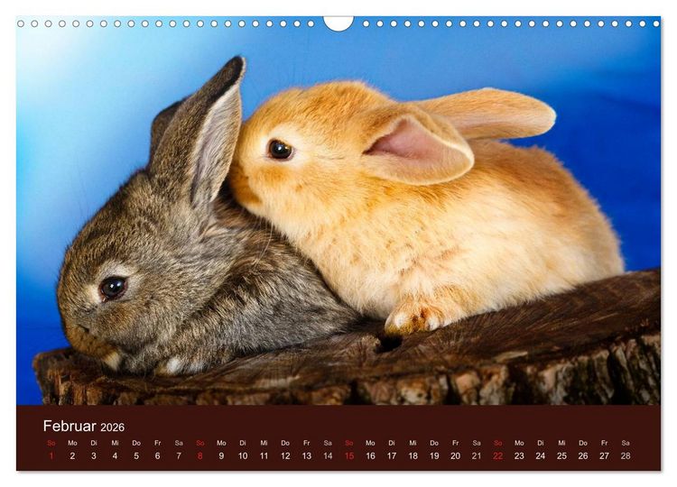 Produktbild: Lustige Kaninchen (Wandkalender 2026 DIN A3 quer), CALVENDO Monatskalender