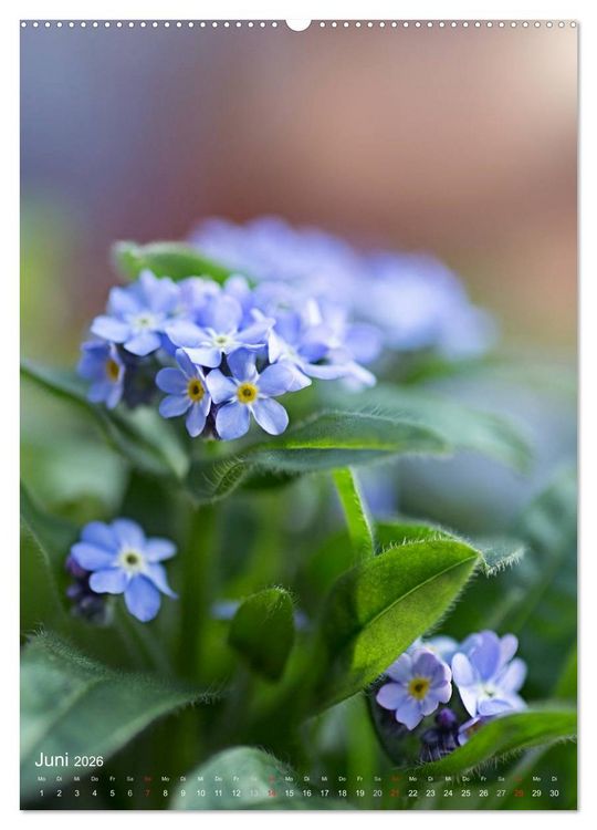 Produktbild: NATUR PUR Kleine Blumen am Wegesrand (Wandkalender 2026 DIN A2 hoch), CALVENDO Monatskalender