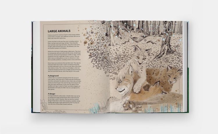 Produktbild: The Tomorrow Tree: How Nature Creates New Life From Old (2025)
