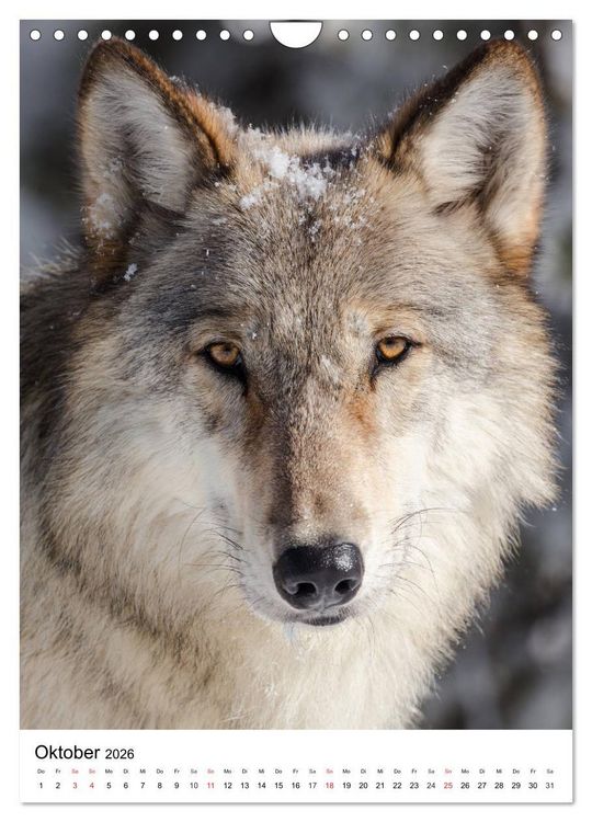 Produktbild: Wolf-Gesichter (Wandkalender 2026 DIN A4 hoch), CALVENDO Monatskalender
