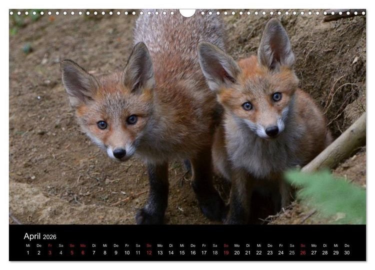 Produktbild: Ein Blick in Reinekes Kinderstube (Wandkalender 2026 DIN A3 quer), CALVENDO Monatskalender