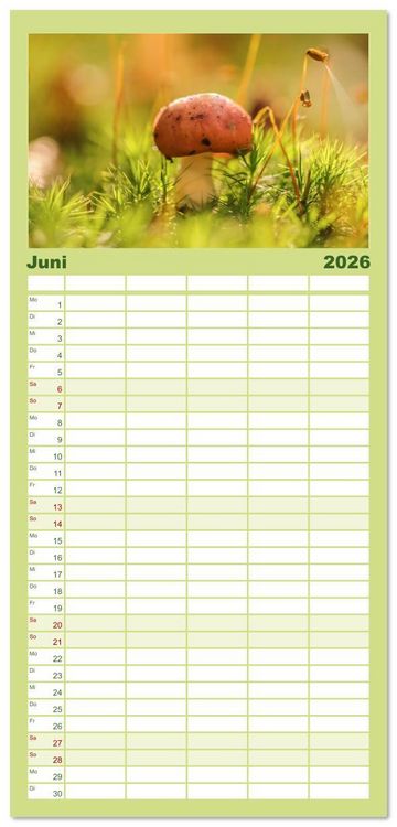 Produktbild: Familienplaner 2026 - Wundersame Pilzwelten mit 5 Spalten (Wandkalender, 21 x 45 cm) CALVENDO