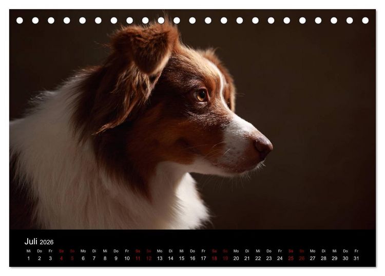 Produktbild: Charmante Australian Shepherds (Tischkalender 2026 DIN A5 quer), CALVENDO Monatskalender