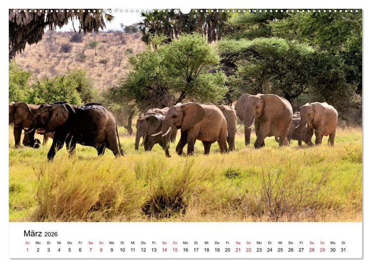 Produktbild: Elefanten Afrikas (Wandkalender 2026 DIN A2 quer), CALVENDO Monatskalender
