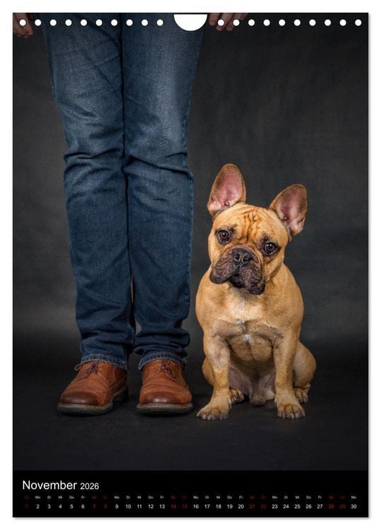 Produktbild: Bullyzauber - Franz&ouml;sische Bulldoggen (Wandkalender 2026 DIN A4 hoch), CALVENDO Monatskalender