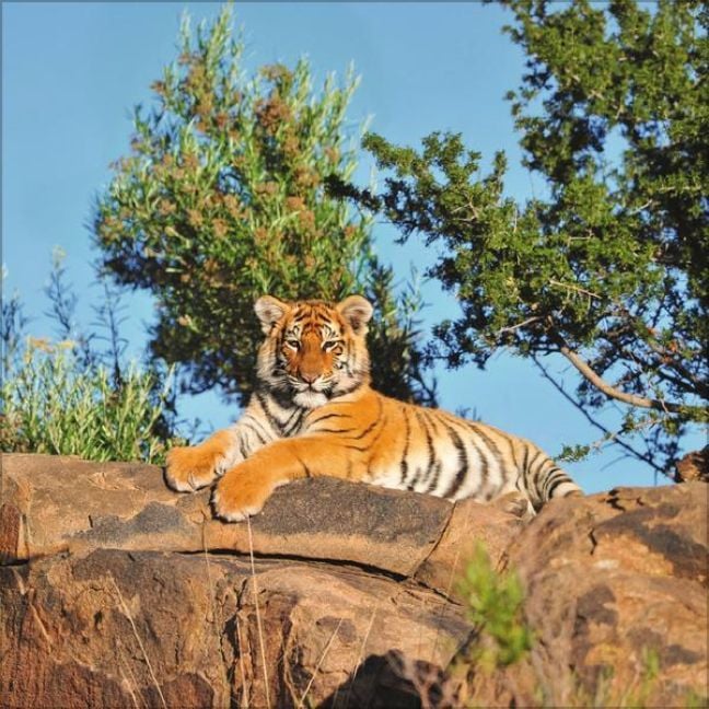 Big Cats 2026