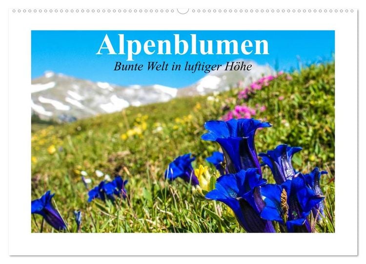 Produktbild: Alpenblumen. Bunte Welt in luftiger H&ouml;he (Wandkalender 2026 DIN A2 quer), CALVENDO Monatskalender