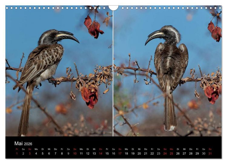 Produktbild: Naturerlebnis Botswana (Wandkalender 2026 DIN A3 quer), CALVENDO Monatskalender