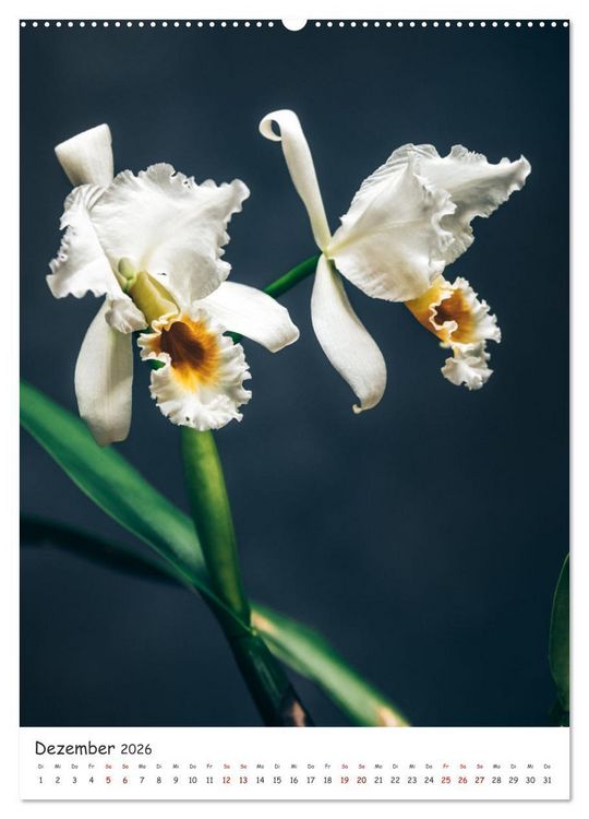 Produktbild: Orchideen Zauber (hochwertiger Premium Wandkalender 2026 DIN A2 hoch), Kunstdruck in Hochglanz