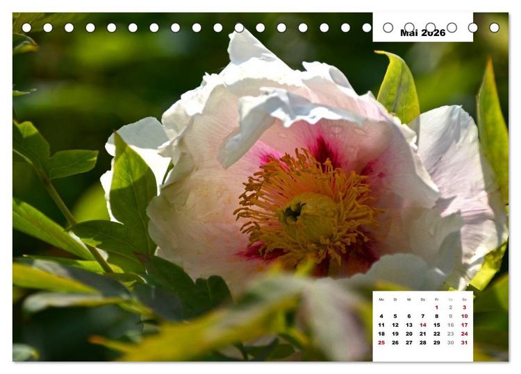 Produktbild: Zauber der P&auml;onien-Bl&uuml;te (Tischkalender 2026 DIN A5 quer), CALVENDO Monatskalender