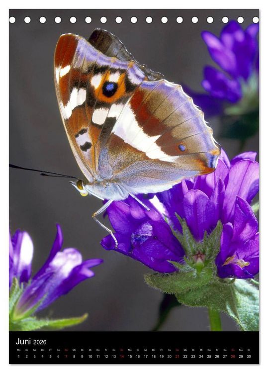 Produktbild: Schmetterlilnge und Blumen (Tischkalender 2026 DIN A5 hoch), CALVENDO Monatskalender