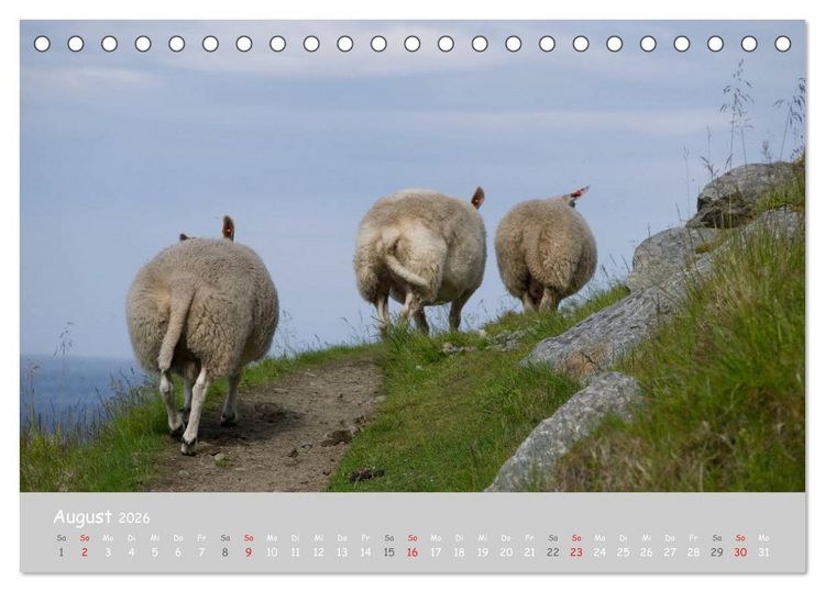 Produktbild: Ganz sch&ouml;n Schaf (Tischkalender 2026 DIN A5 quer), CALVENDO Monatskalender