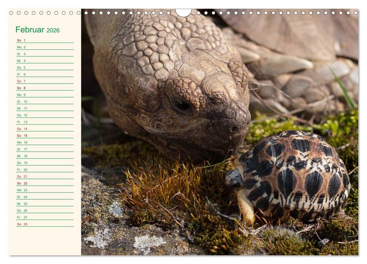 Produktbild: Meine Schildkr&ouml;ten - Geburtstagskalender (Wandkalender 2026 DIN A3 quer), CALVENDO Monatskalender