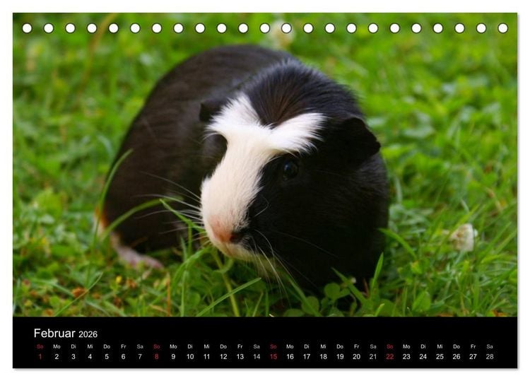 Produktbild: Meerschweinchen und Zwergkaninchen (Tischkalender 2026 DIN A5 quer), CALVENDO Monatskalender