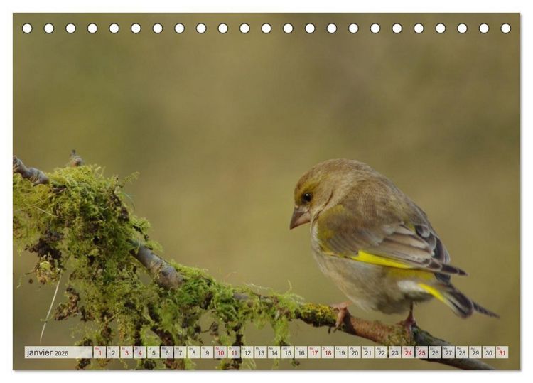 Produktbild: Oiseaux libres et sauvages (Calendrier de bureau 2026 DIN A5 vertical), CALVENDO calendrier mensuel