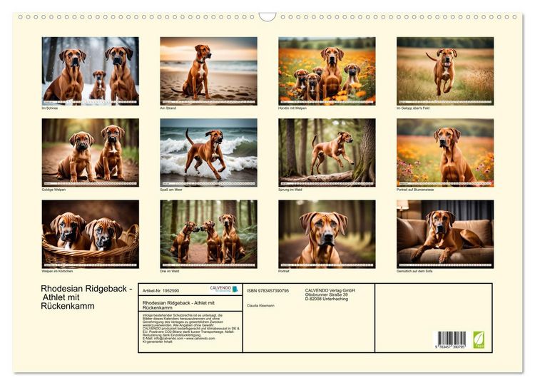 Produktbild: Rhodesian Ridgeback - Athlet mit R&uuml;ckenkamm (Wandkalender 2026 DIN A2 quer), CALVENDO Monatskalender