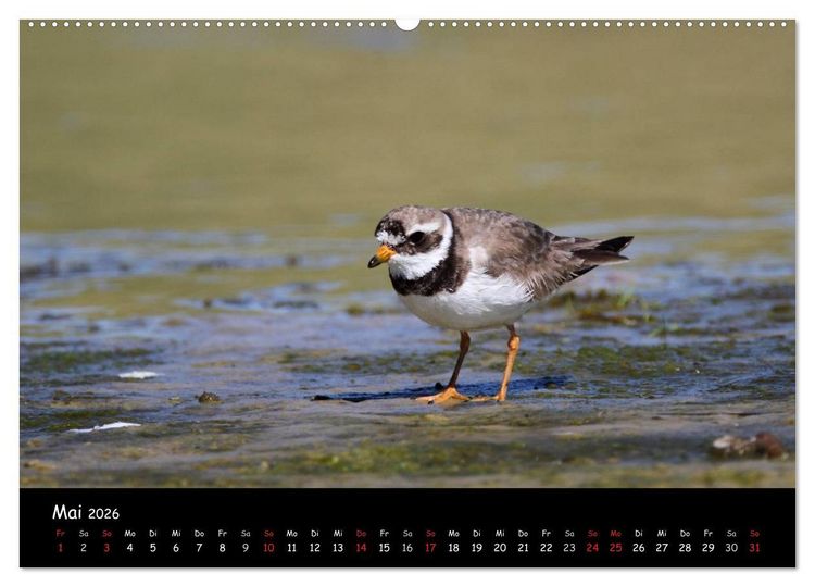 Produktbild: V&ouml;gel der Nordseek&uuml;ste (hochwertiger Premium Wandkalender 2026 DIN A2 quer), Kunstdruck in Hochglanz