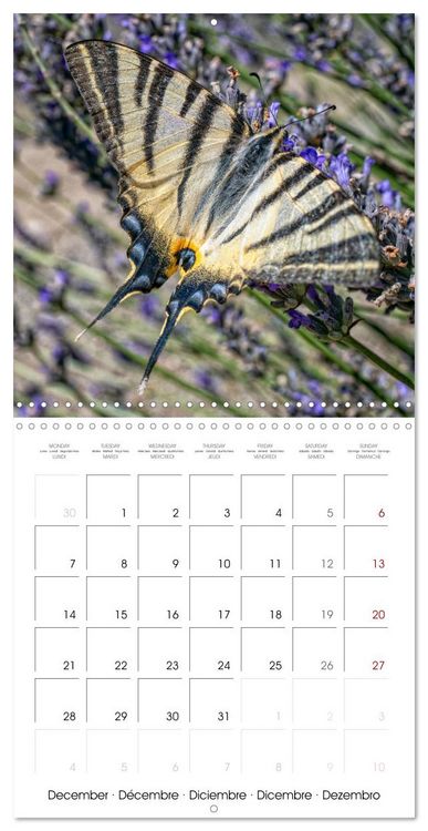 Produktbild: Natural beauty. Close-up insects (Wall Calendar 2026 12 &times; 12 Inch) CALVENDO 12 Month Wall Calendar