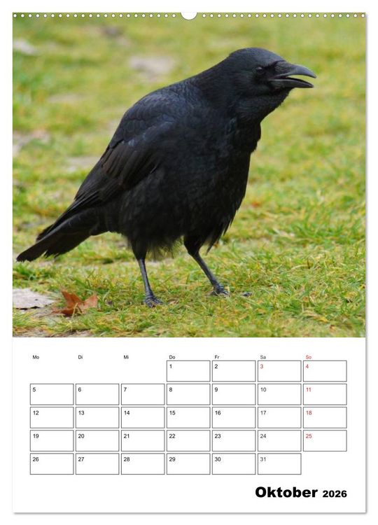 Produktbild: Rabenv&ouml;gel Terminplaner (Wandkalender 2026 DIN A2 hoch), CALVENDO Monatskalender