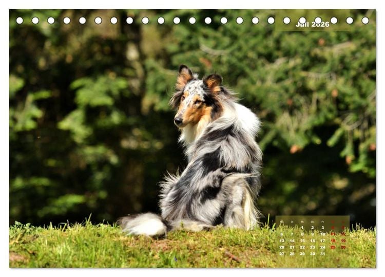 Produktbild: Collies? Was sonst! (Tischkalender 2026 DIN A5 quer), CALVENDO Monatskalender