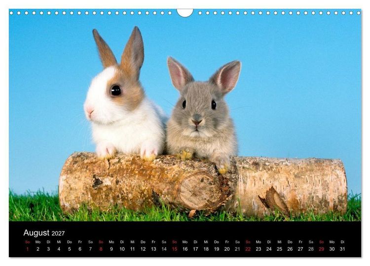 Produktbild: Zwergkaninchen (Wandkalender 2027 DIN A3 quer), CALVENDO Monatskalender