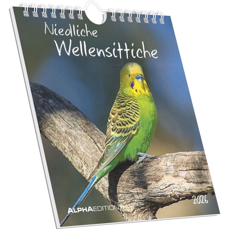 Produktbild: Niedliche Wellensittiche 2026 - Postkartenkalender 16x17 cm - Budgies - zum Aufstellen oder Aufhängen - Monatskalendarium - Gadget - Mitbringsel - Alp