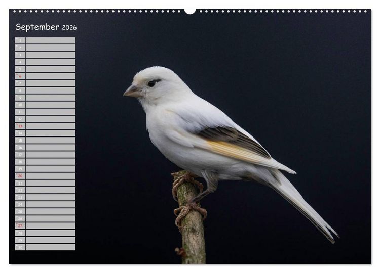 Produktbild: Kanarienv&ouml;gel - Bunte Welt (hochwertiger Premium Wandkalender 2026 DIN A2 quer), Kunstdruck in Hochglanz