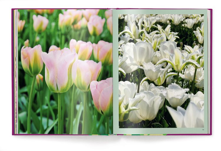 Produktbild: Floramour: Tulips