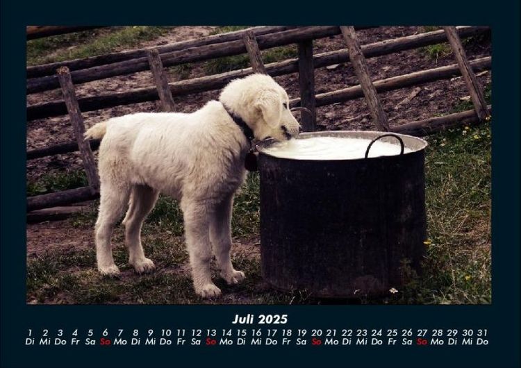 Produktbild: Welpen 2025 Fotokalender DIN A4
