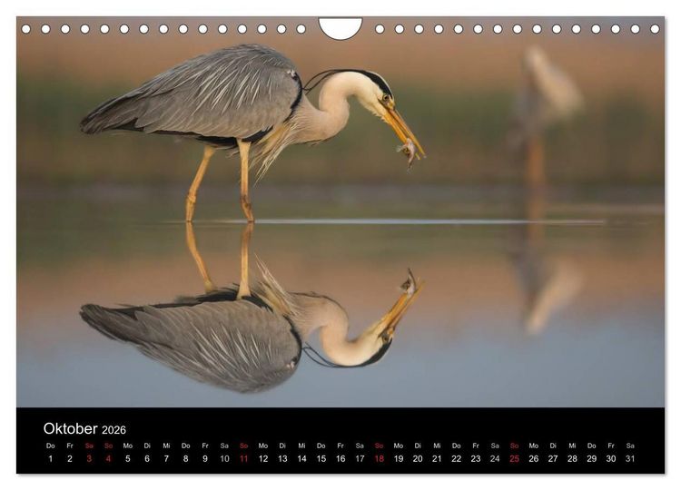 Produktbild: Reiher - Der Tanz auf dem Wasser (Wandkalender 2026 DIN A4 quer), CALVENDO Monatskalender