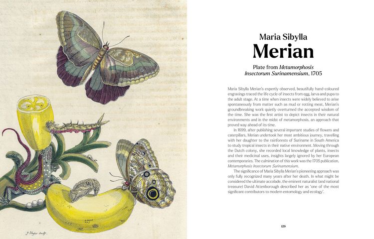 Produktbild: The Book of the Butterfly