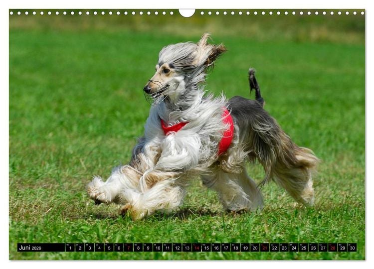 Produktbild: Kinder des Windes - Afghanischer Windhund (Wandkalender 2026 DIN A3 quer), CALVENDO Monatskalender