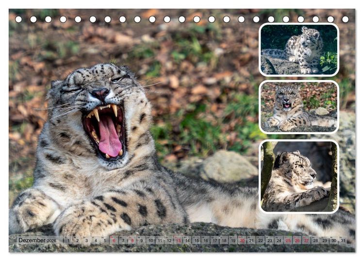 Produktbild: Raubkatzen - gro&szlig; & klein (Tischkalender 2026 DIN A5 quer), CALVENDO Monatskalender