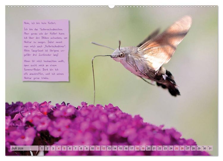 Produktbild: GEOclick Lernkalender: Steckbriefe einheimischer Schmetterlinge (hochwertiger Premium Wandkalender 2026 DIN A2 quer), Kunstdruck in Hochglanz