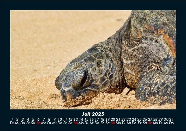 Produktbild: Schildkr&ouml;tenzauber 2025 Fotokalender DIN A5