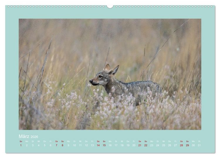 Produktbild: W&ouml;lfe, Impressionen aus der Lausitz (Wandkalender 2026 DIN A2 quer), CALVENDO Monatskalender