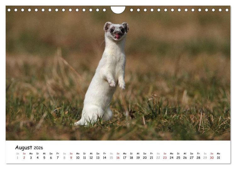 Produktbild: Hermelin - das wieselflinke Raubtier (Wandkalender 2026 DIN A4 quer), CALVENDO Monatskalender