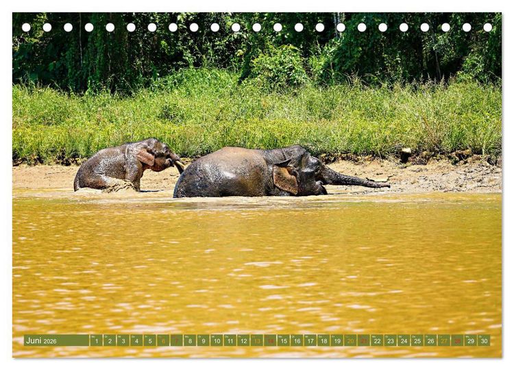 Produktbild: Borneos Zwergelefanten (Tischkalender 2026 DIN A5 quer), CALVENDO Monatskalender