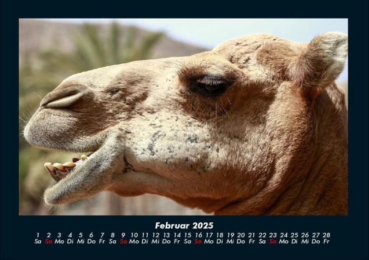 Produktbild: Zoobewohner 2025 Fotokalender DIN A4