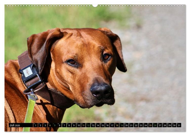 Produktbild: Rhodesian Ridgeback - Ausdrucksstarke Gesichter (hochwertiger Premium Wandkalender 2026 DIN A2 quer), Kunstdruck in Hochglanz