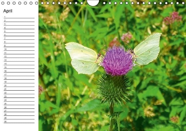 Produktbild: Heimische Schmetterlinge / Geburtstagskalender (Wandkalender immerw&auml;hrend DIN A4 quer)