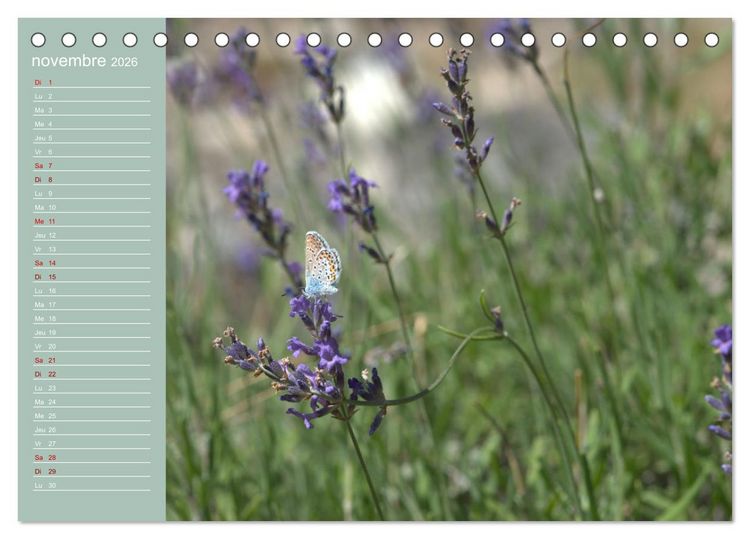 Produktbild: Merveilleux papillons (Calendrier de bureau 2026 DIN A5 vertical), CALVENDO calendrier mensuel