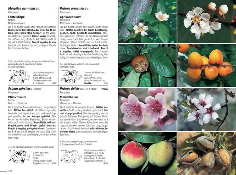 Produktbild: Flora Helvetica - Illustrierte Flora der Schweiz