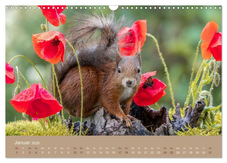Produktbild: Jenseits der Z&auml;une (Wandkalender 2026 DIN A3 quer), CALVENDO Monatskalender